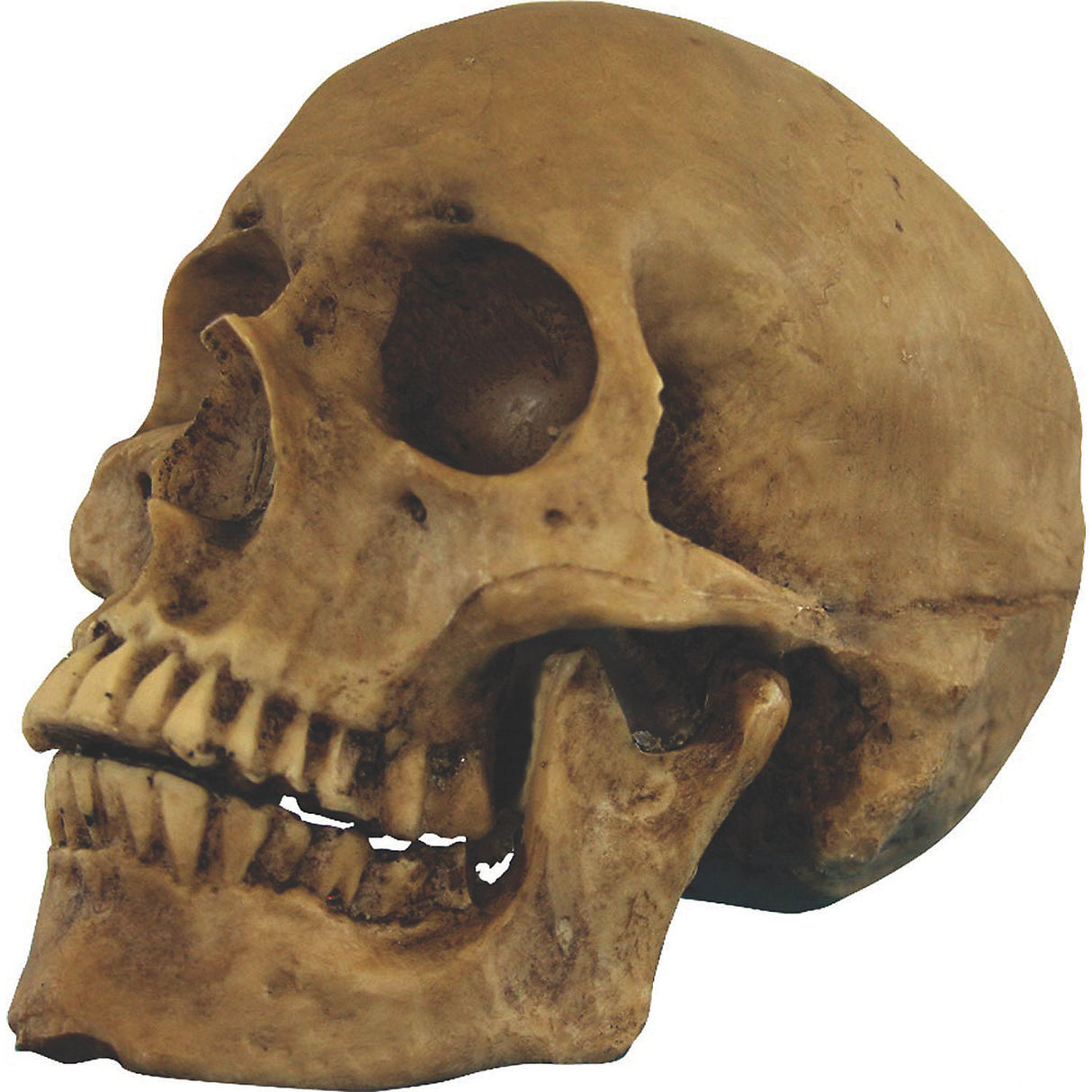 Creepy Hard Resin Human Skull with Movable Jaw for Halloween Decorations and Haunted House Props