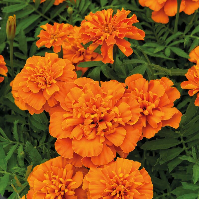 Marigold Super Hero Deep Orange Seed
