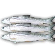 Mrigel 6 KG