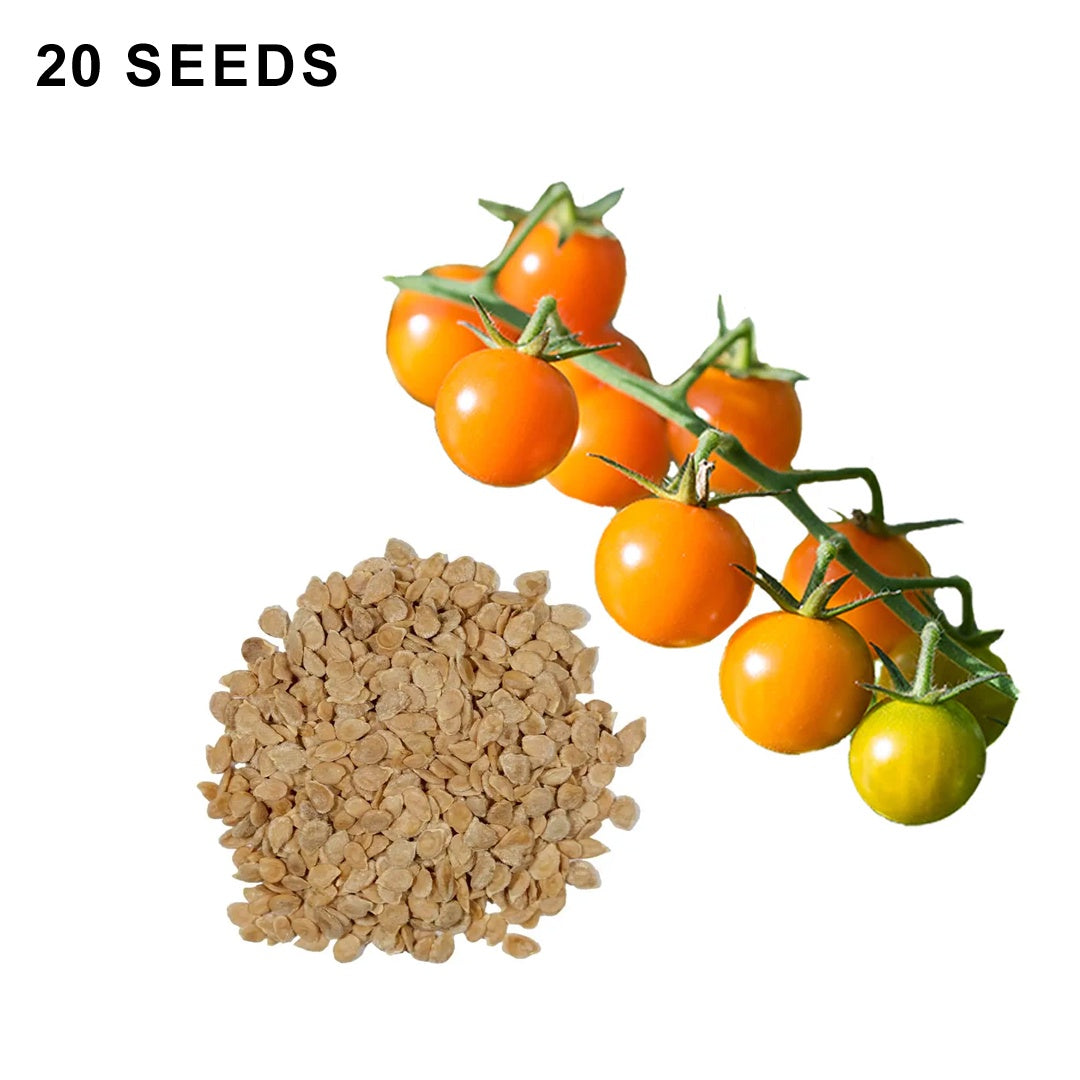 Sun Gold F1 Hybrid Tomato Seeds Super Sweet Orange Cherry Tomatoes High Yield Garden Variety