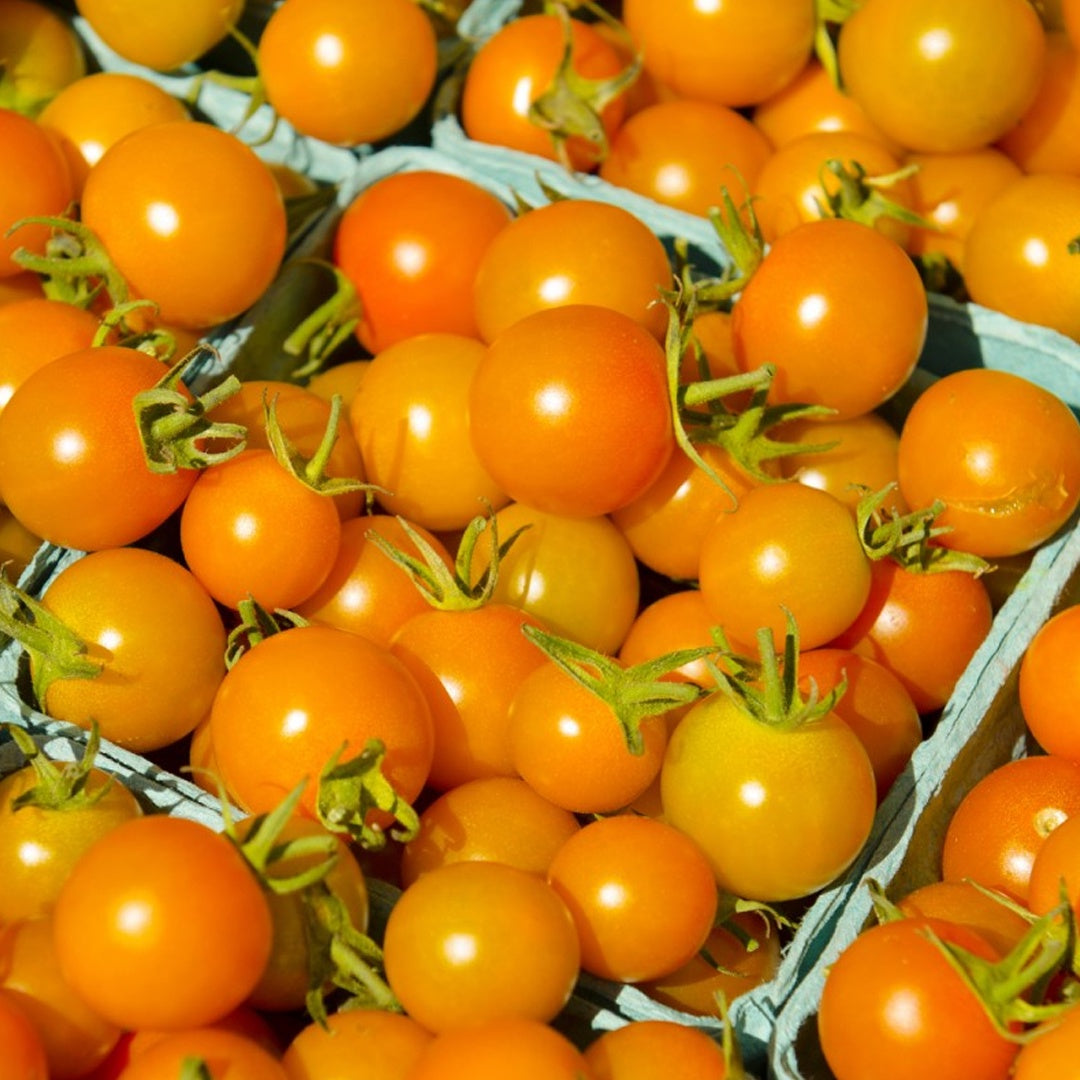 Sun Gold F1 Hybrid Tomato Seeds Super Sweet Orange Cherry Tomatoes High Yield Garden Variety