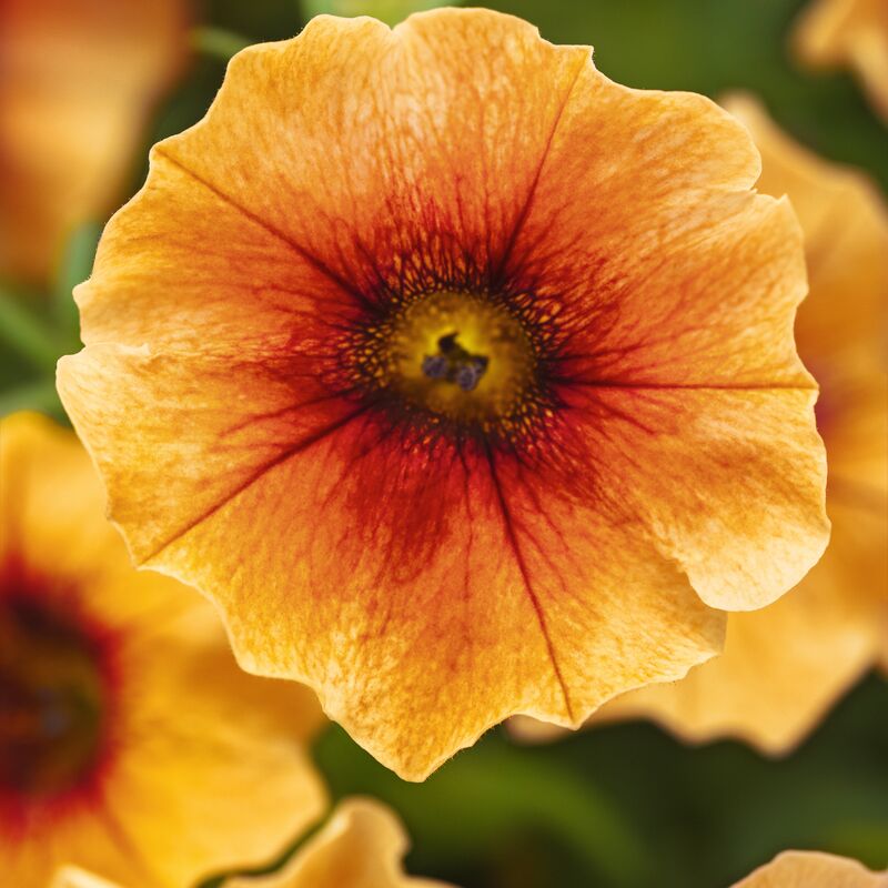 Petchoa Caliburst Nectarine F1 Seed