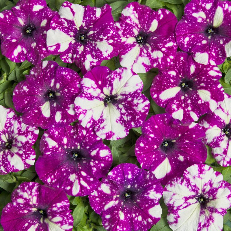 Petunia Dot Star Dark Violet F1 Seed