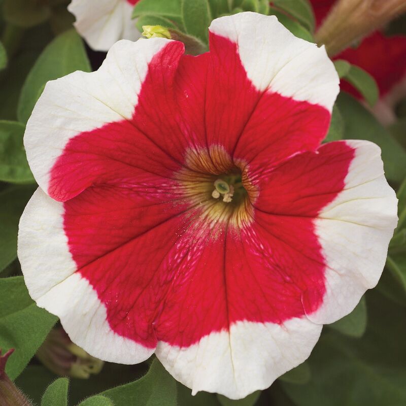 Petunia Hulahoop Red F1 Seed