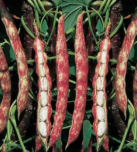 রোমানো বিনস