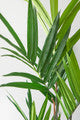 5 Foot Kentia Palm Potted Plant