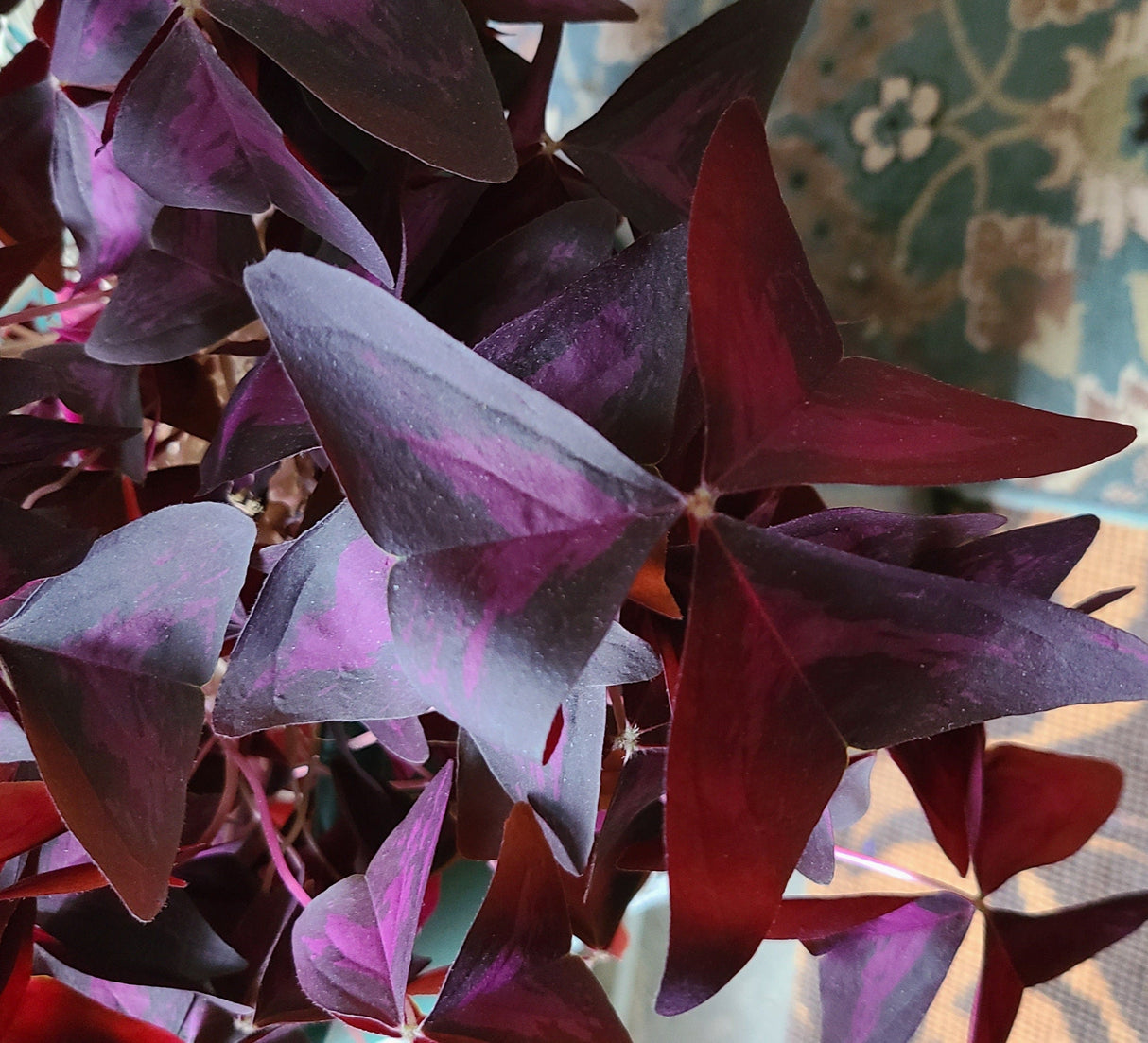 Purple Shamrock Bulbs Oxalis Triangularis