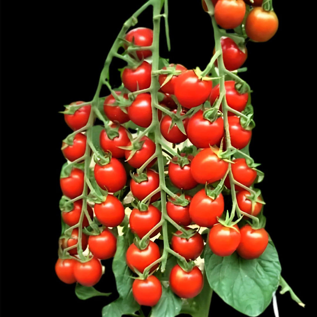 Super Sweet 100 Tomato Seeds Sweet Cherry Tomatoes High Yield Disease Resistant Non GMO Garden Seeds