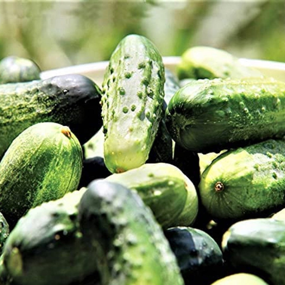 SMR 58 Cucumber Seeds Non GMO Vigorous Standard Pickling Cucumber Country Creek Acres