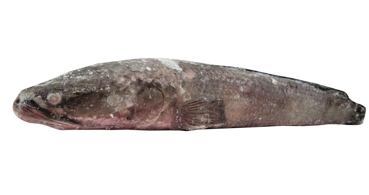 Shoil (Snakehead)