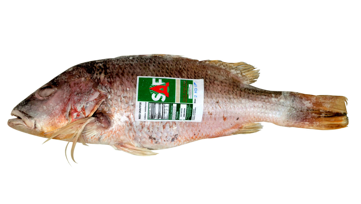 Red Snapper- 2 KG