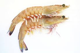 TINY PRAWNS 250GM