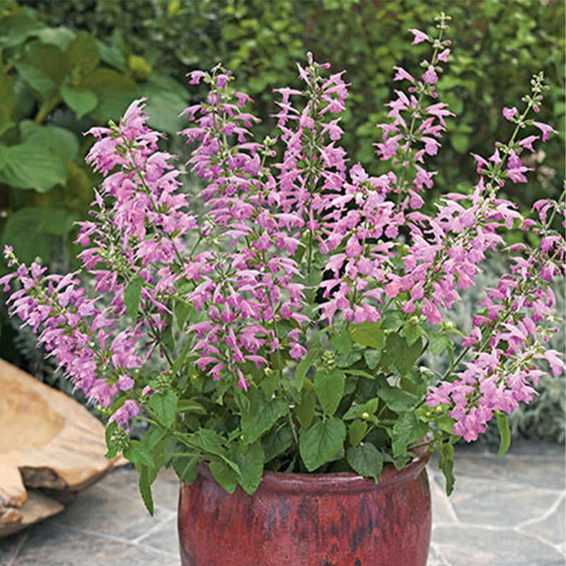 Salvia Summer Jewel Lavender Seed