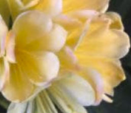 Clivia Seedling Green Throat Hattori x Nefertiti Gold