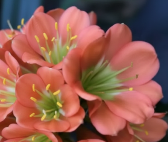 Clivia Seedling Bronze and Green Throat Plant