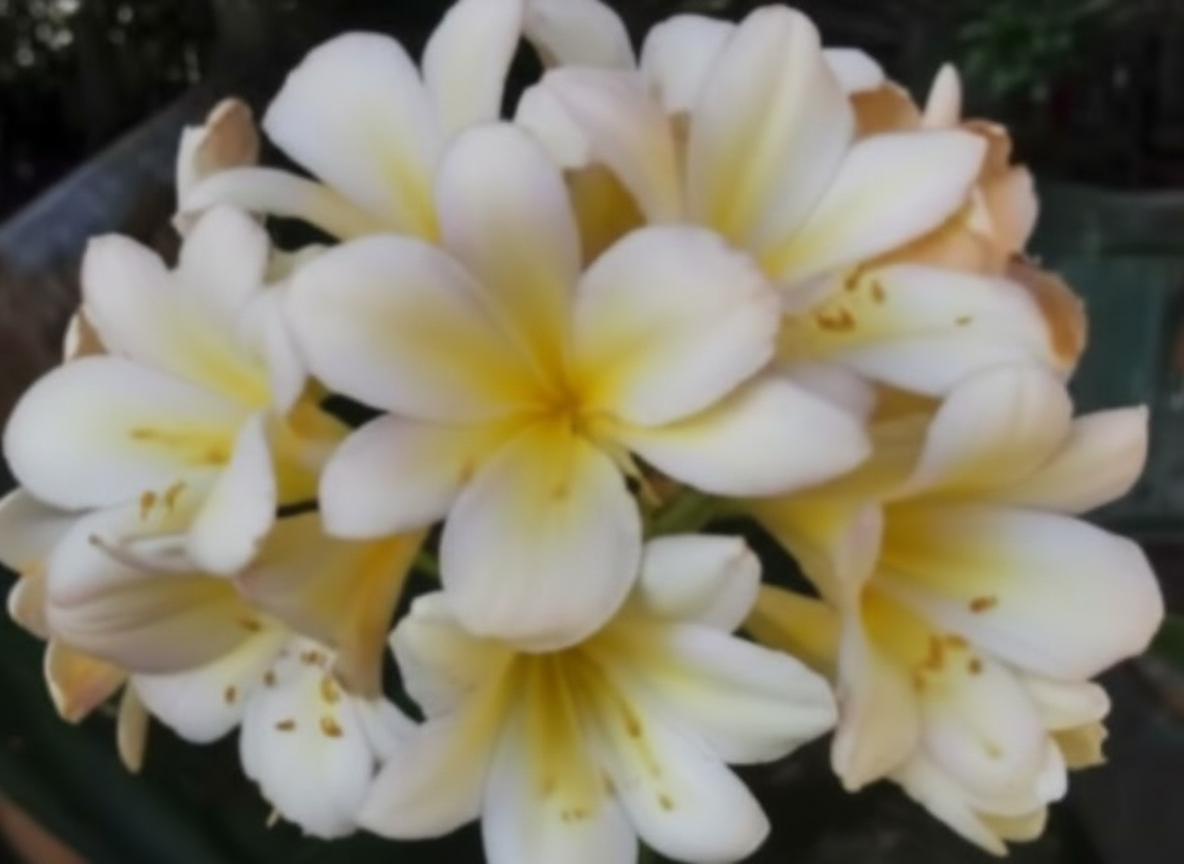 Clivia Seedling Cross Plant