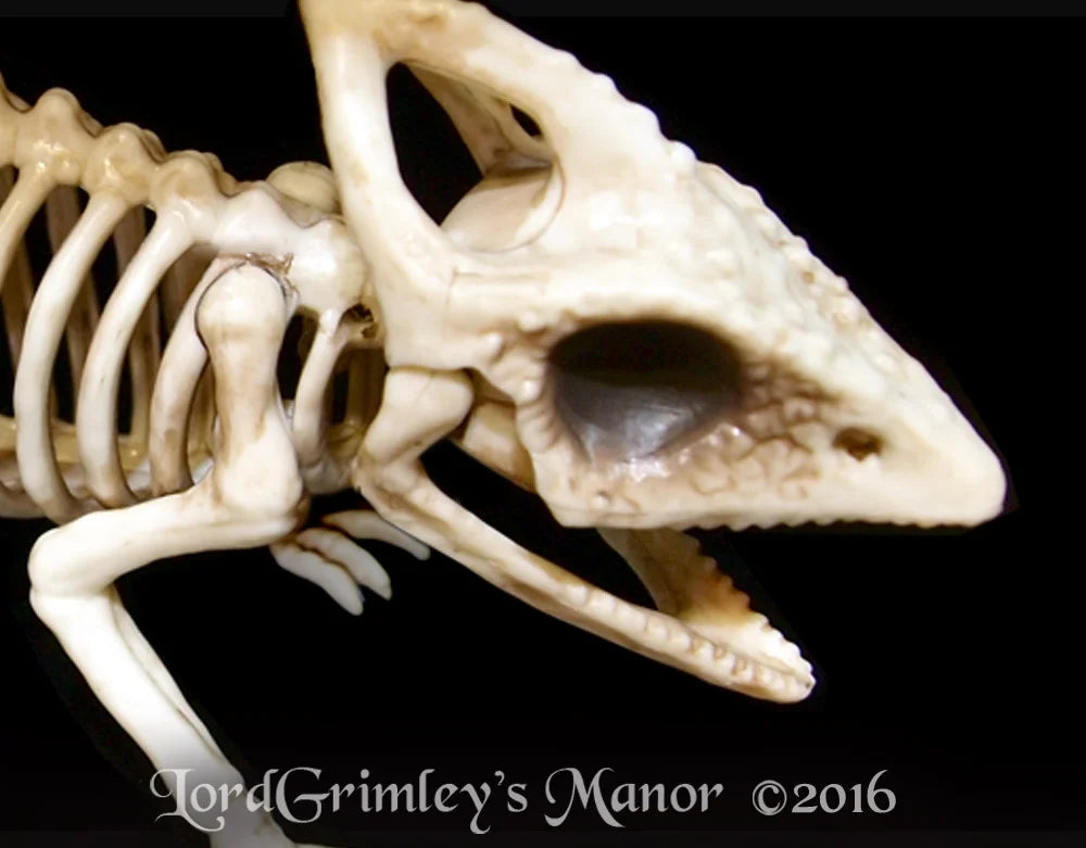 Bonez Lonely Lizard Skeleton