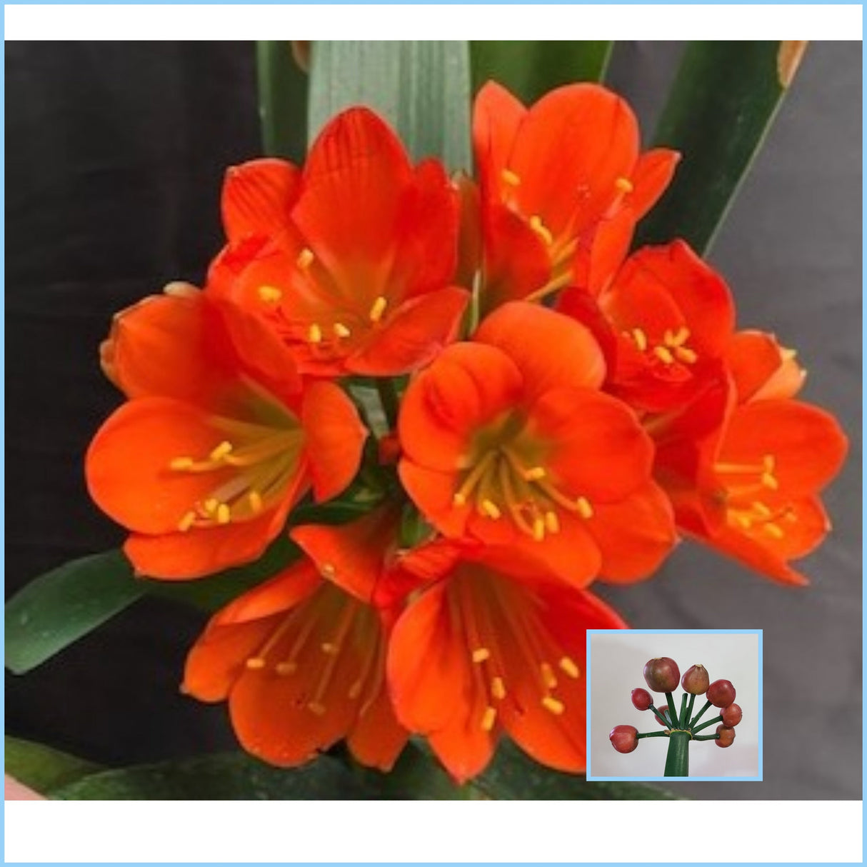Clivia Seedling Compact Red/Dark Orange with Green Throat