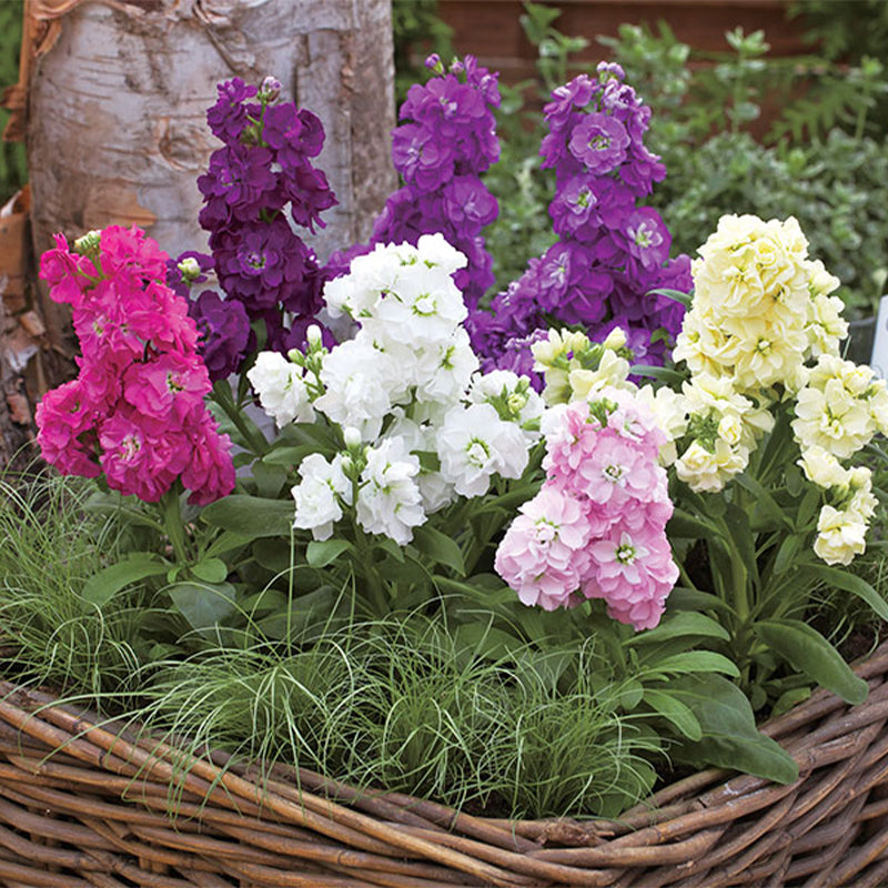 Stock Harmony Mix Seed