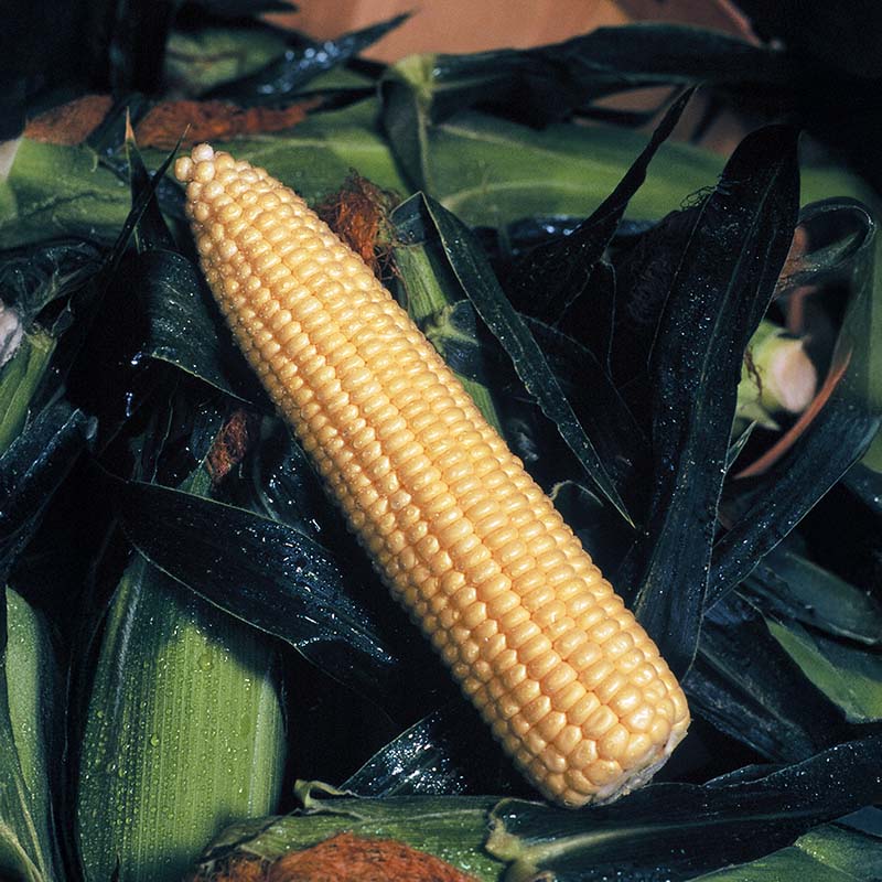 Sweet Corn Golden Queen F1 Standard Cruiser - 100,000 seeds