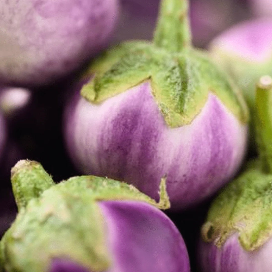 Round Purple Eggplant Seeds Thai Baby Eggplant Indian Eggplant Seeds Non GMO Organic Treevales