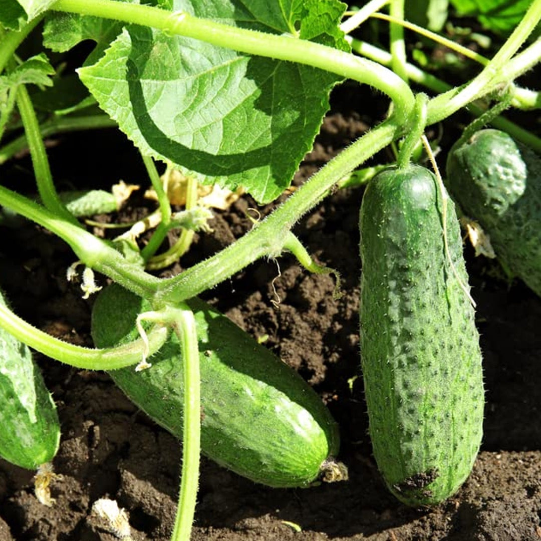 Pioneer F1 Hybrid Cucumber Seeds Heirloom Pickling Cucumber High Yield Cucumis Sativus Open Pollinated Non GMO