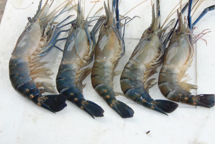 WHITE GOLD GOLDA SHRIMP 1/2 SIZE