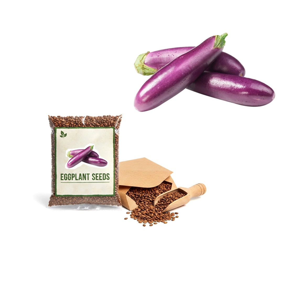 Eggplant Long Purple Seeds 200 Plus Vegetable Garden Heirloom Non GMO USA