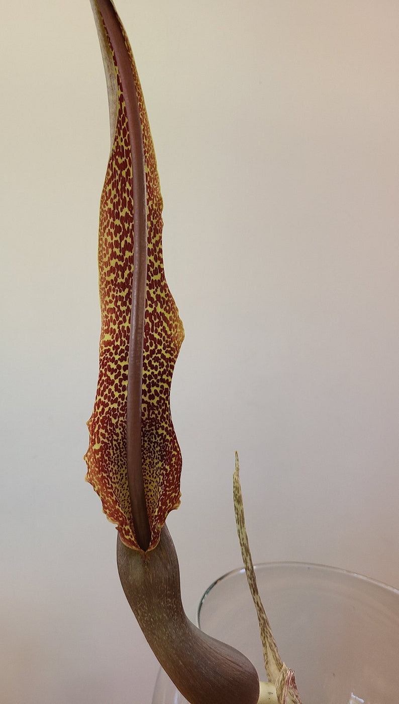 Voodoo Lily Bulbs Sauromatum venosum Various Sizes