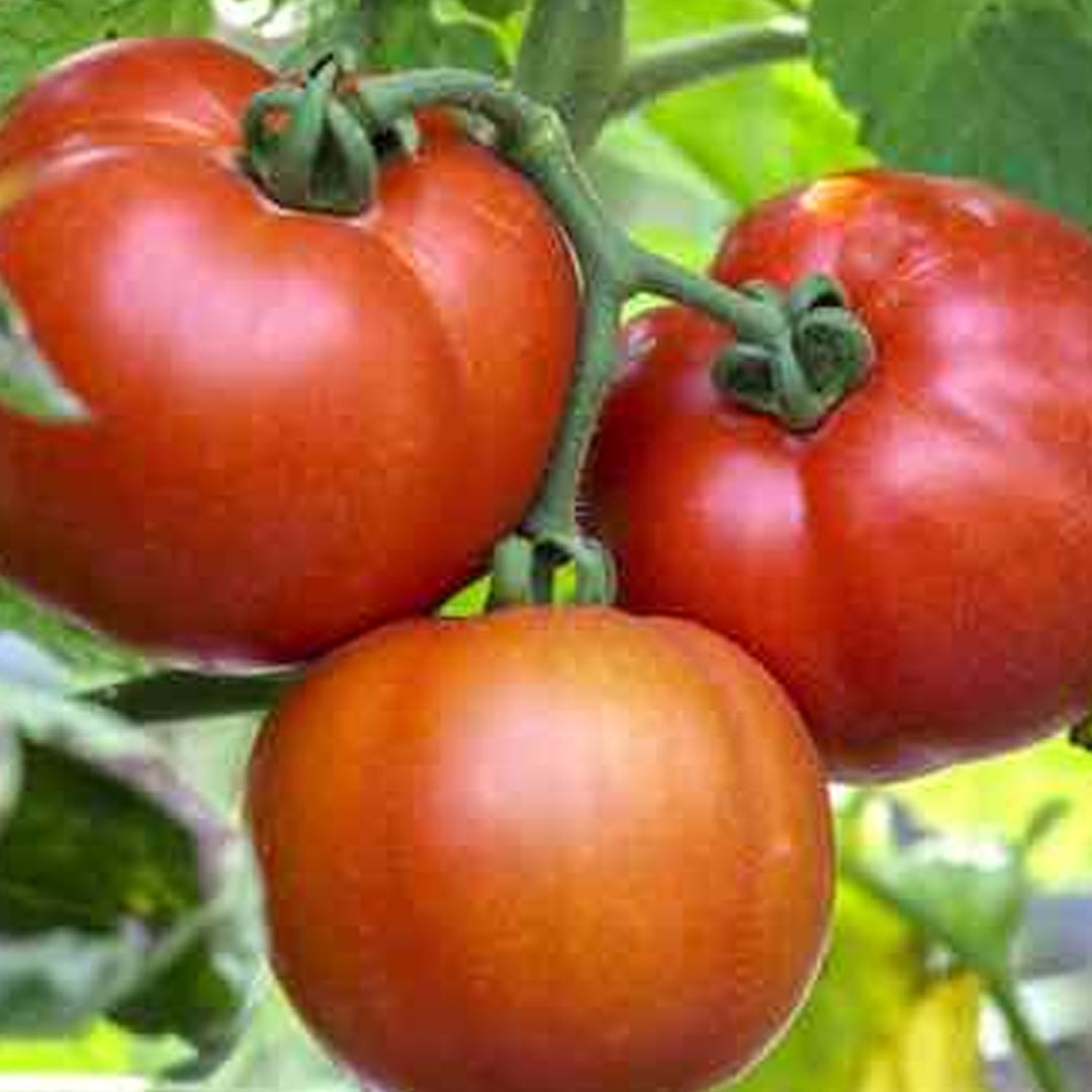 Beefsteak Determinate Tomato Seeds Heirloom Organic High Yield Garden Variety