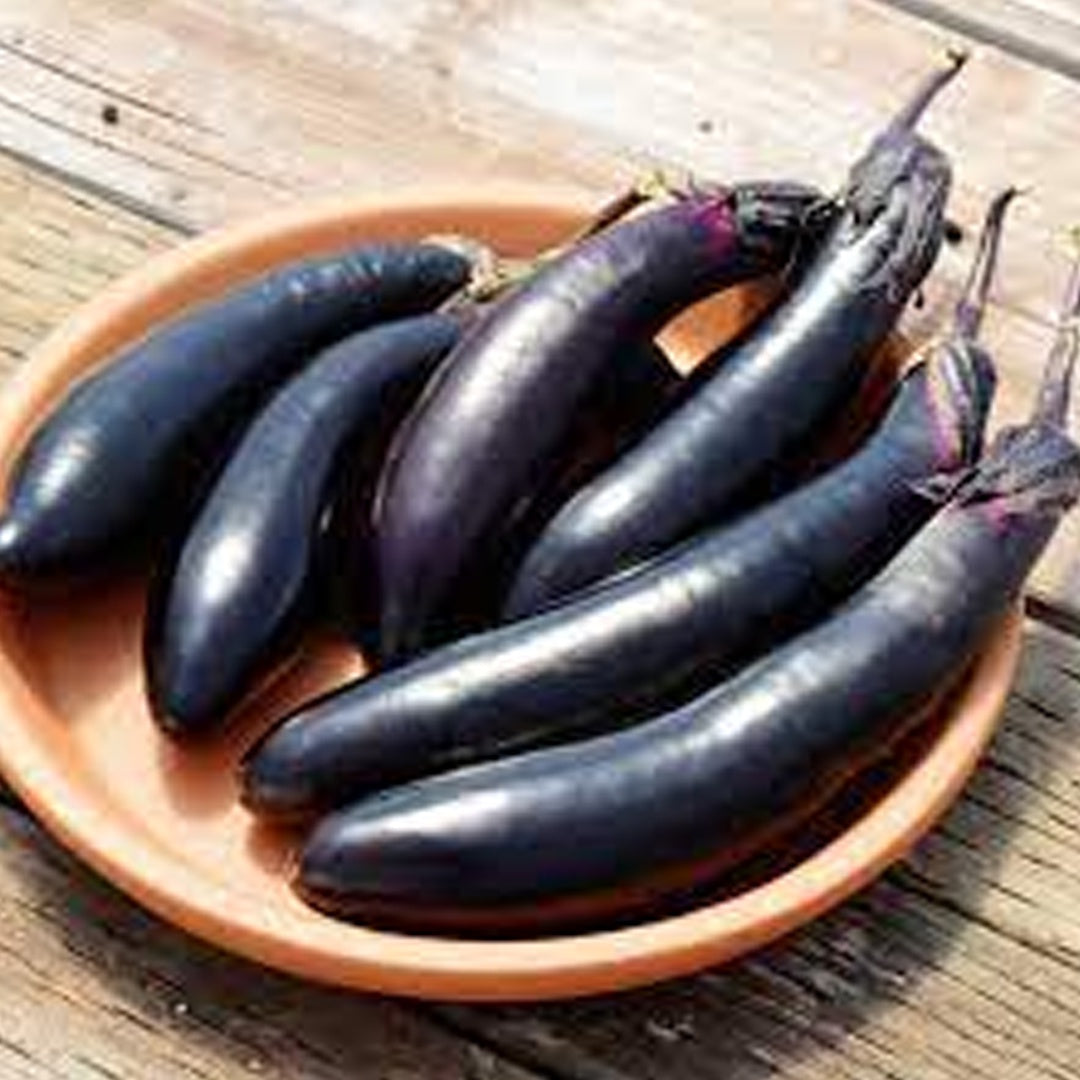 Millionaire Eggplant Seeds High Yield Japanese Eggplant Variety for Home Gardens