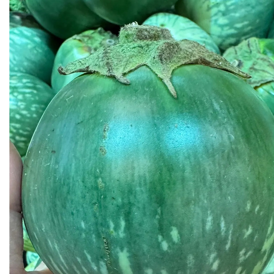 Giant Thai Eggplant Seeds 20 Seeds Green Round Thai Eggplant Organic Variety