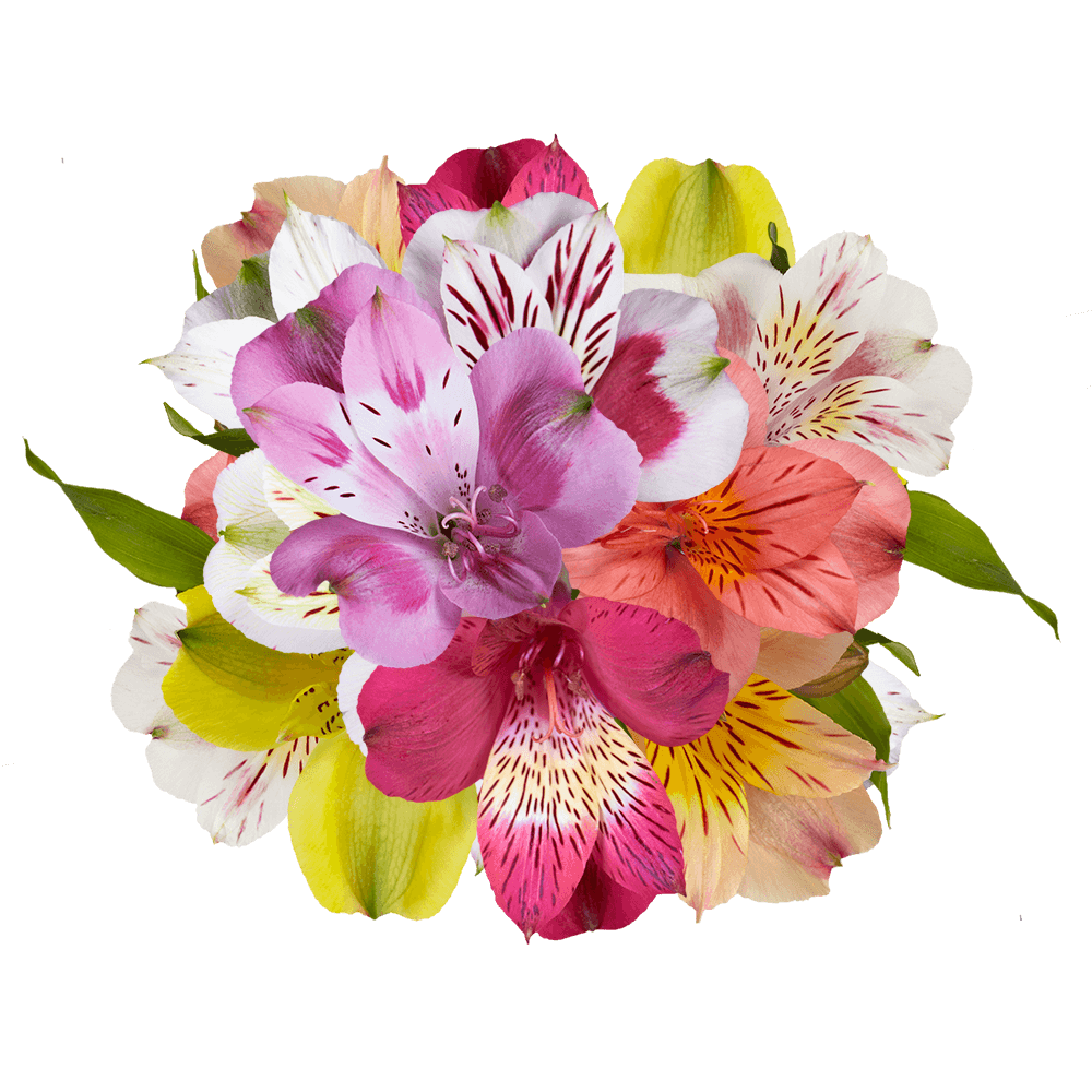 Assorted Alstroemeria Stems Flower Bouquets