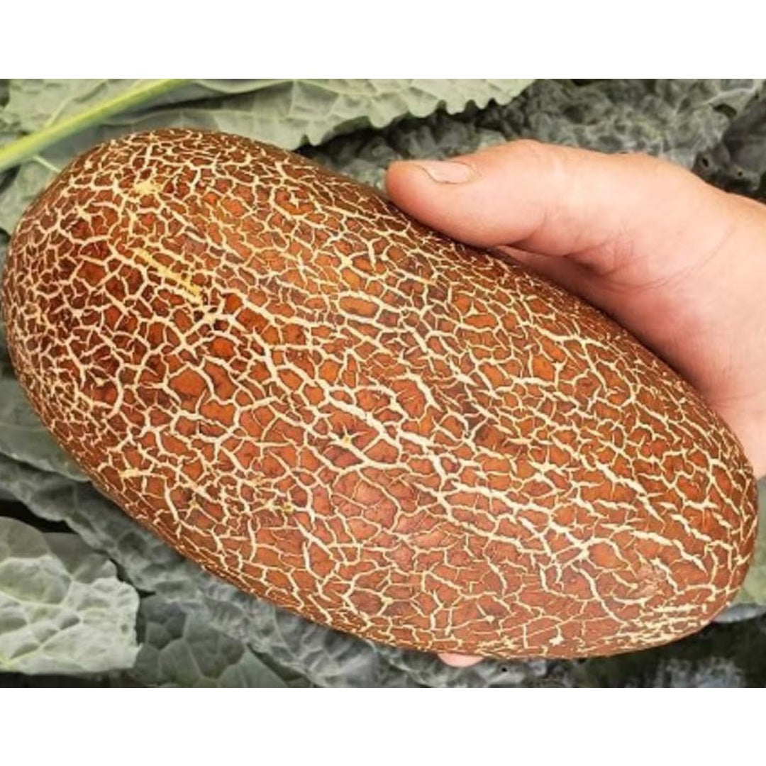 Sikkim Cucumber Seeds 10 Plus Seeds Heirloom Himalayan Variety for Home Gardening