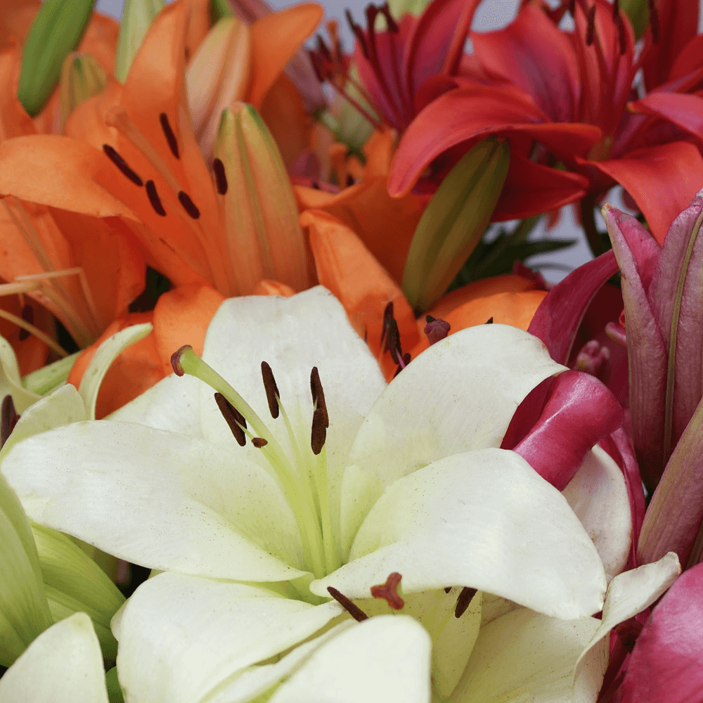 Assorted Color Asiatic Lilies Fresh Cut Bulk Flowers