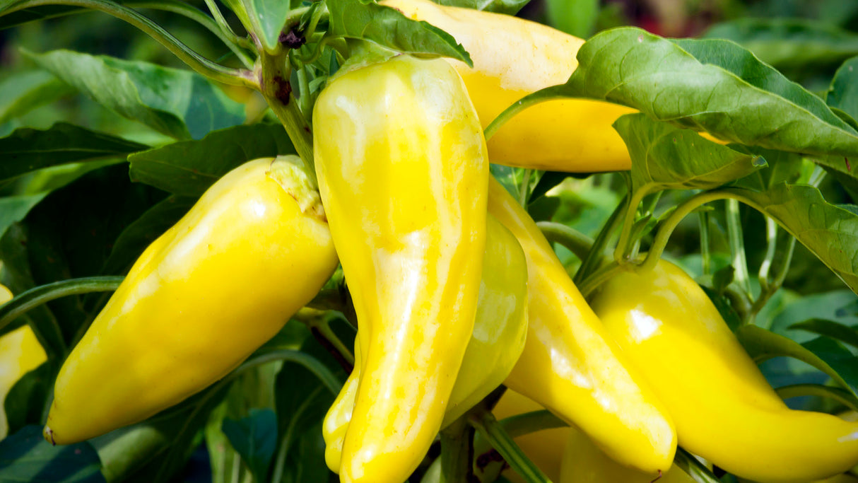 Yellow Peppers