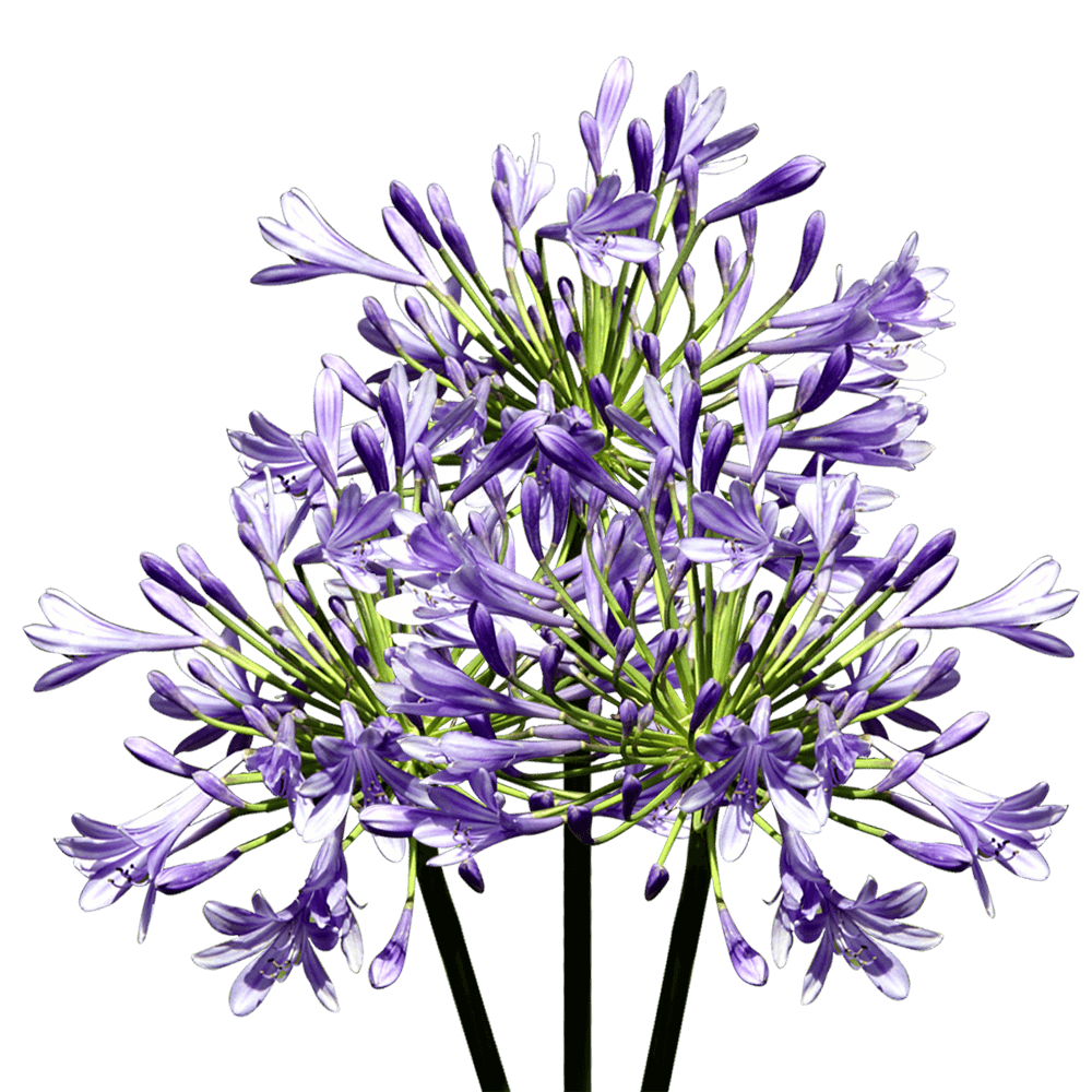 Wholesale Agapanthus Flowers Fresh Cut Stems