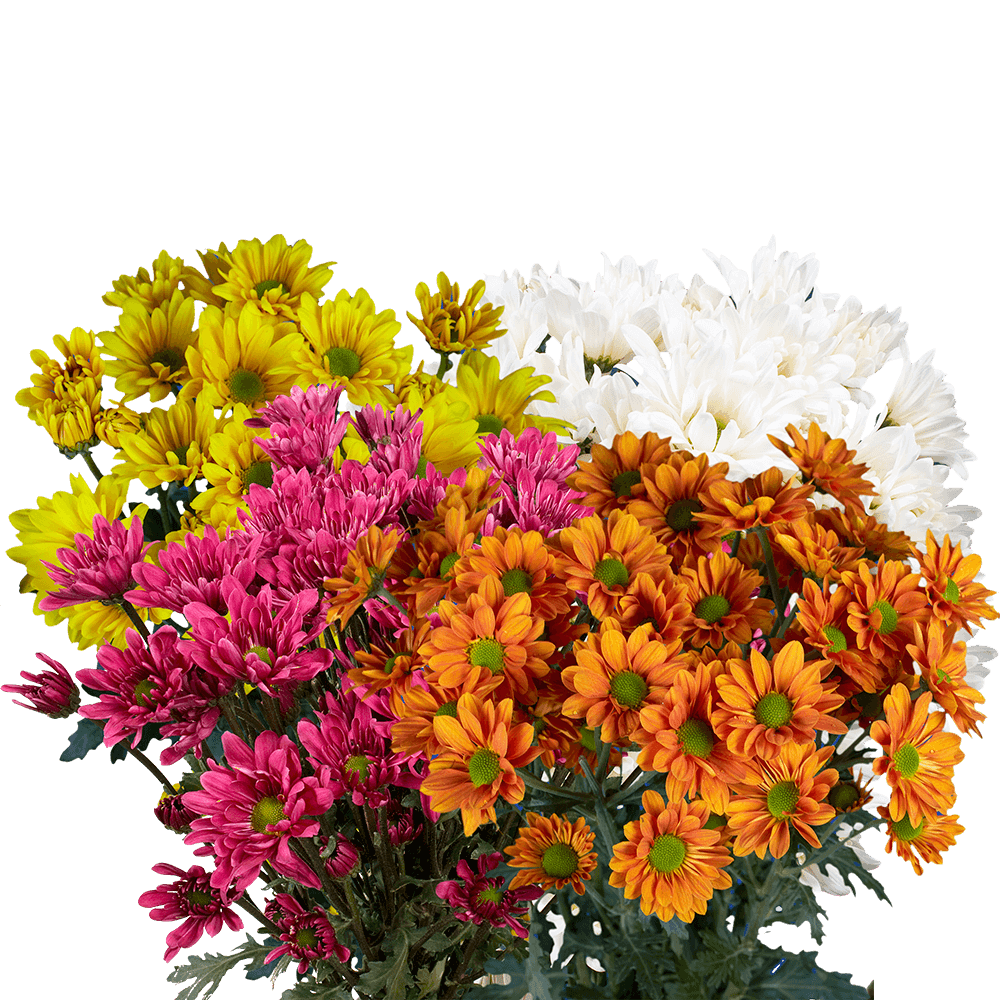 Assorted Daisy Poms – Fresh Cut Flower Bunches
