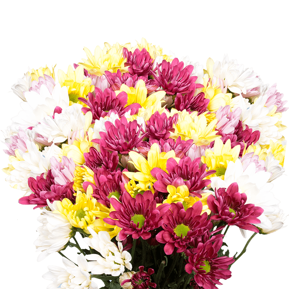 Assorted Daisy Poms – Fresh Cut Flower Bunches
