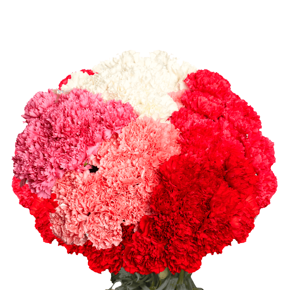 Mother’s Day Carnations – Fresh Flower Bouquets