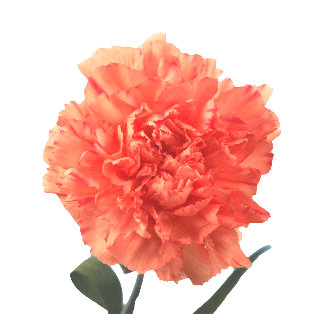 Orange Carnations – Vibrant Fresh Cut Flower Bouquets