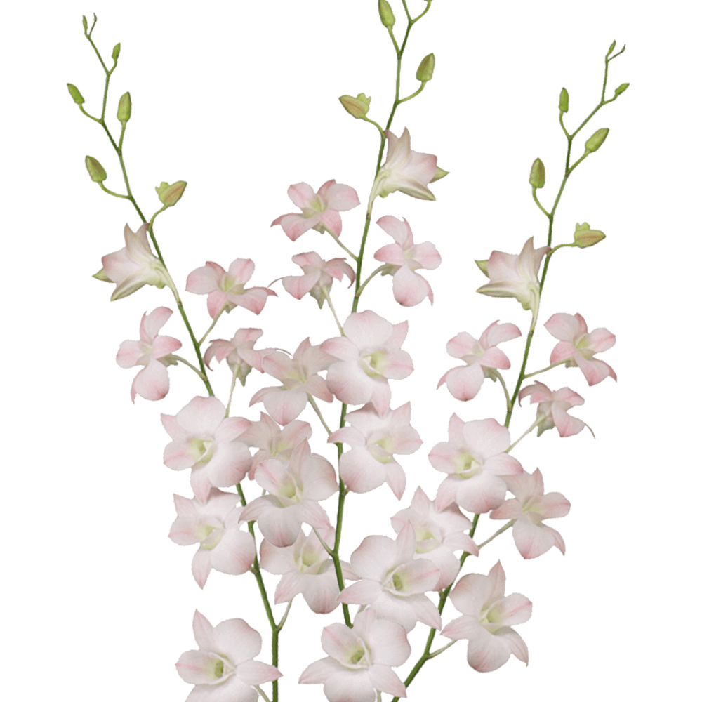 Peach Dendrobium Orchids Bunches – Fresh Cut Flowers