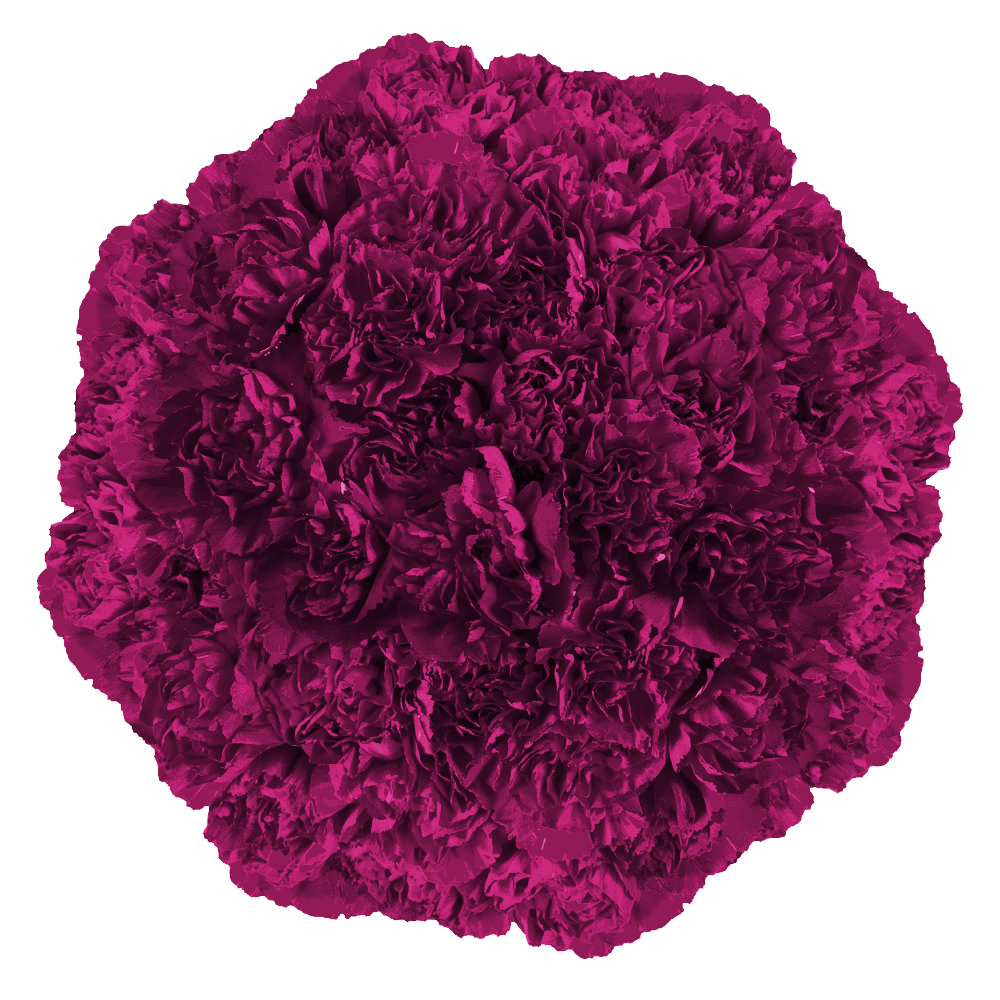 Purple Carnations – Premium Elegant Fresh Flower Bouquets