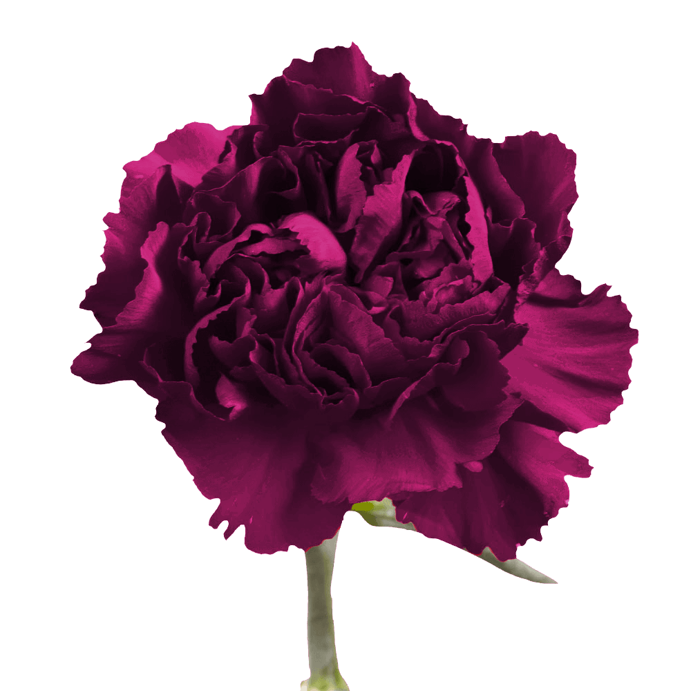 Purple Carnations – Premium Elegant Fresh Flower Bouquets