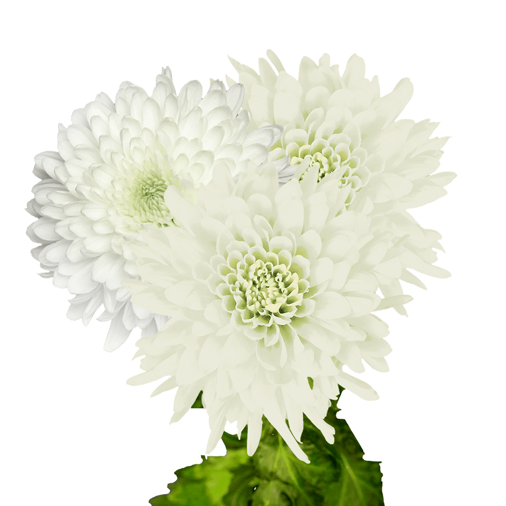 White Disbud Pom Poms Bunches – Fresh Cut Flowers