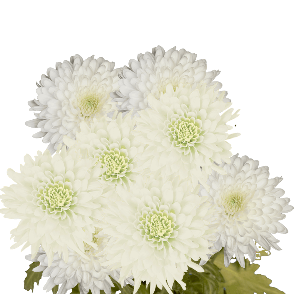 White Disbud Pom Poms Bunches – Fresh Cut Flowers