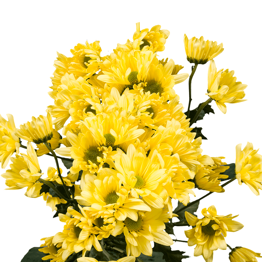 Yellow Daisy Poms – Fresh Cut Flower Bunches