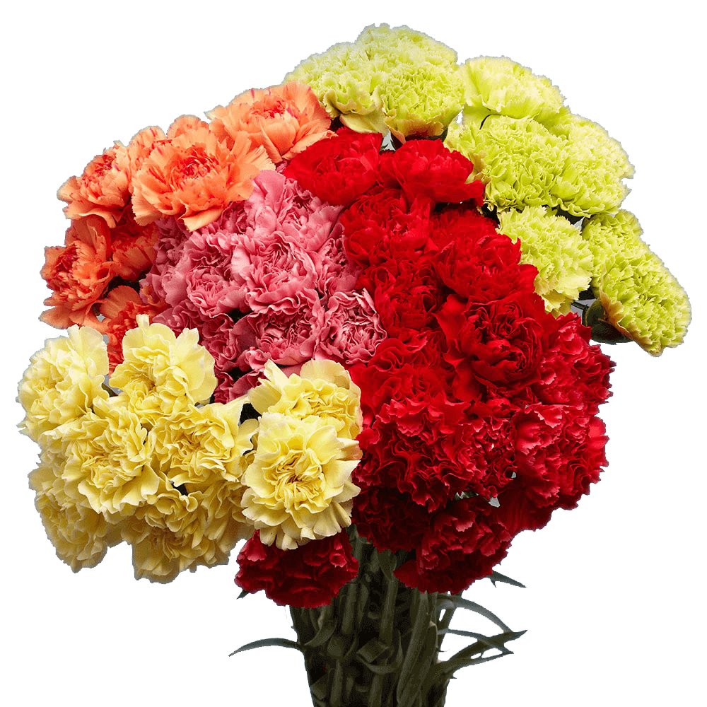 Assorted Color Carnations – Fresh Flower Bouquets