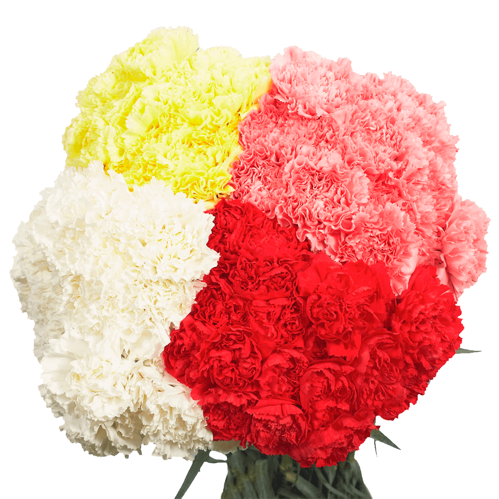 Assorted Color Carnations – Fresh Flower Bouquets