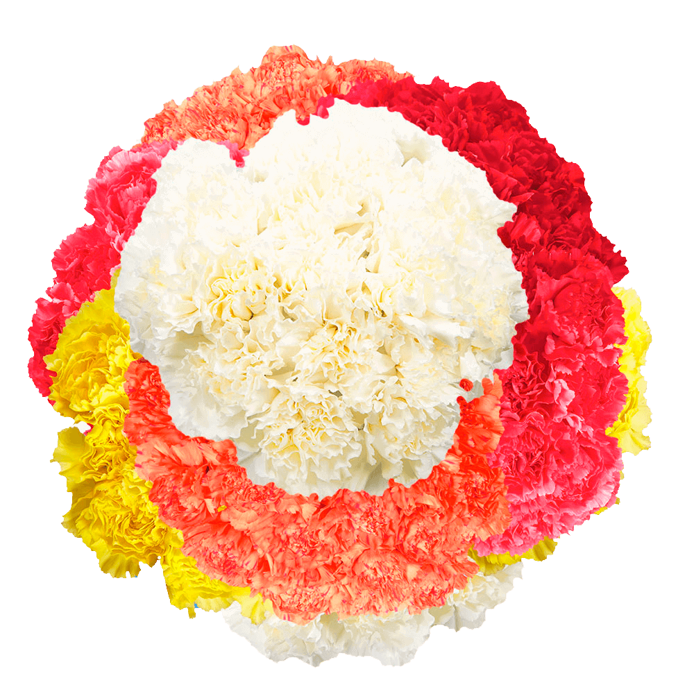 Assorted Color Carnations – Fresh Flower Bouquets